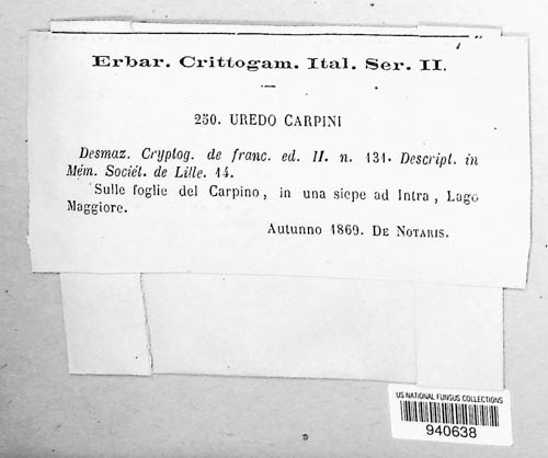 Uredo carpini image